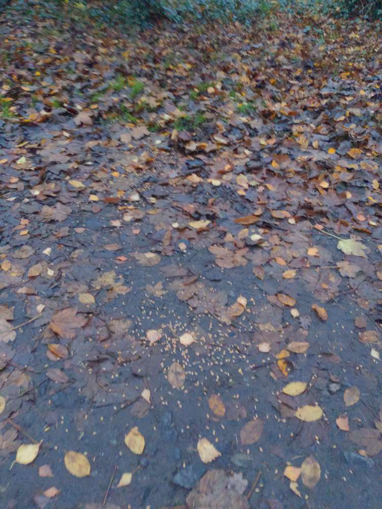 Giftköder-Körner im Park verstreut !!!-Profilbild
