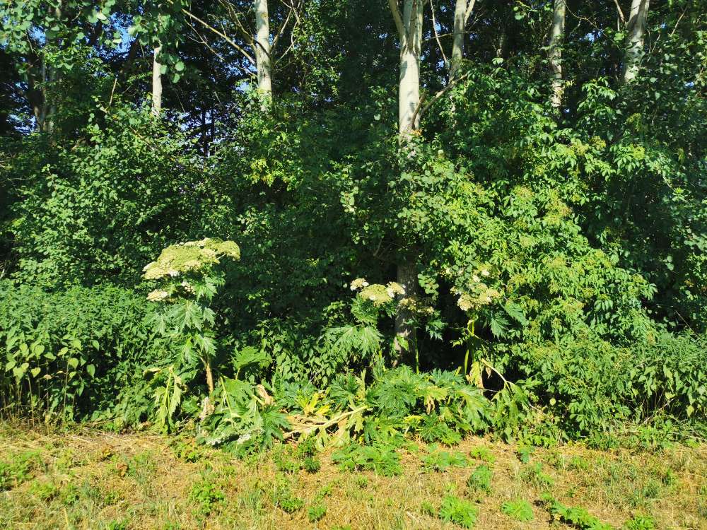 Giftköder-Riesenbärenklau-Profilbild