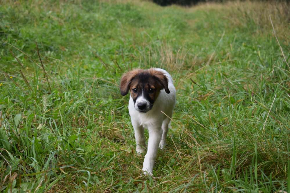 Hundetreffen-Cocco sucht neuen Anschluss-Profilbild