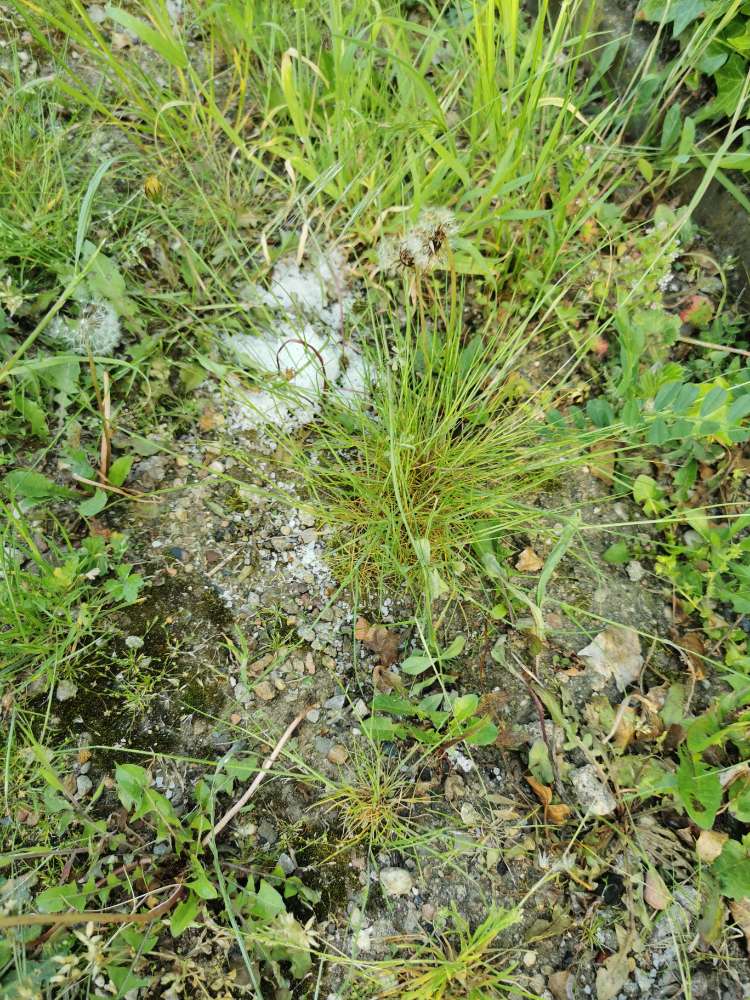 Giftköder-Möglicher Giftköder-Profilbild