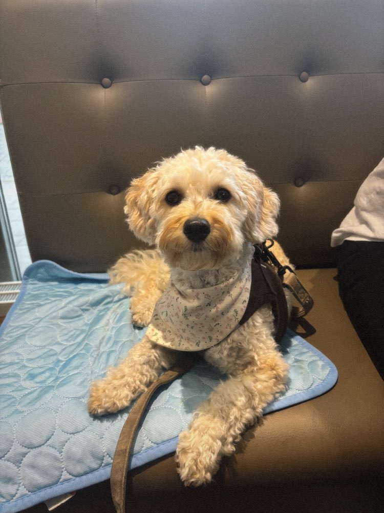 Hundetreffen-Wir suchen einen geeigneten Spielpartner, oder einen Freund für entspannte walkies-Profilbild