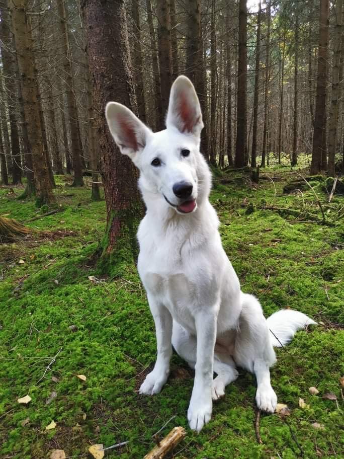 Schaferhund Seite 3 Fotowettbewerbe Hundeforum Von Dogorama Dogorama App