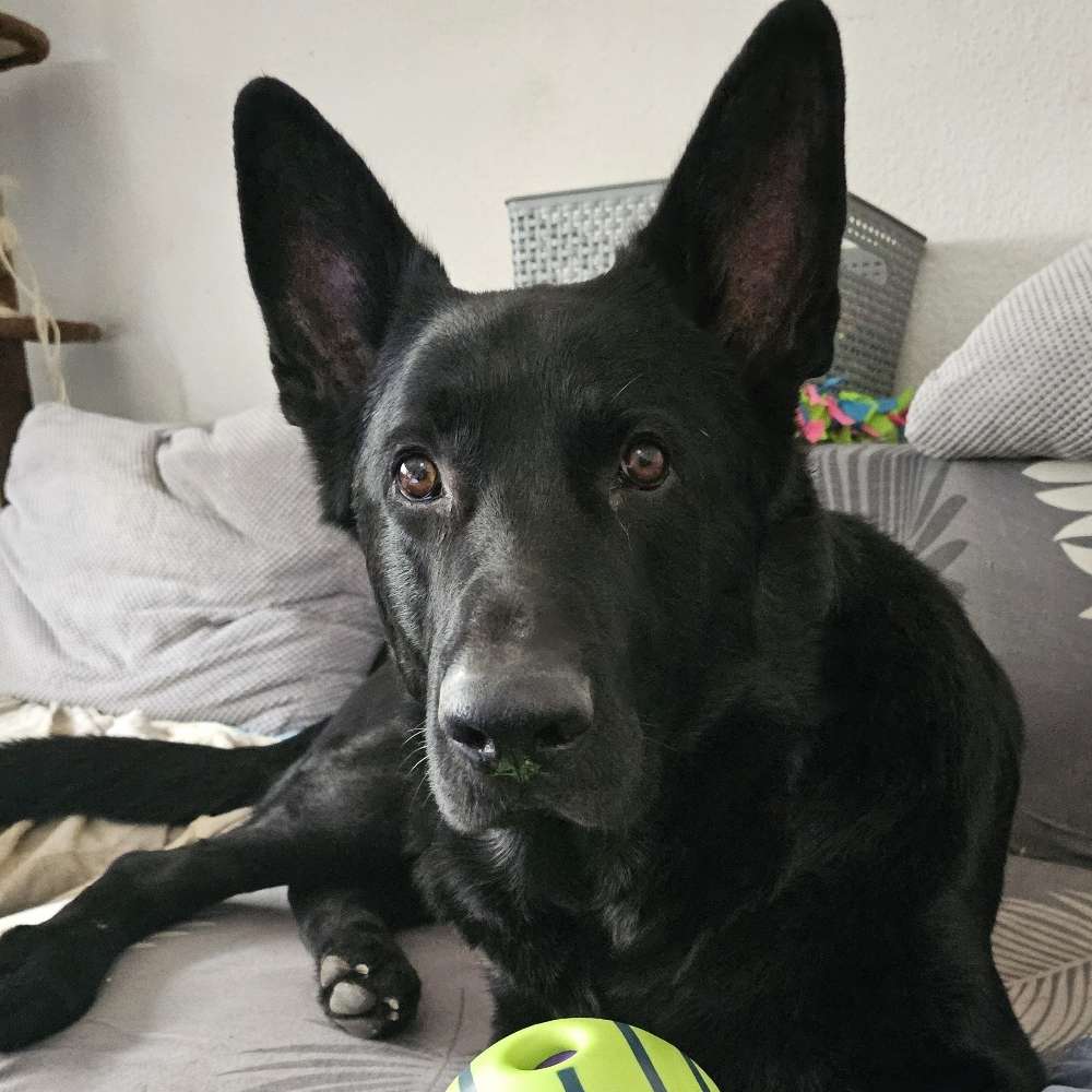 Hundetreffen-spielen, toben, Spaß haben 🥰-Profilbild