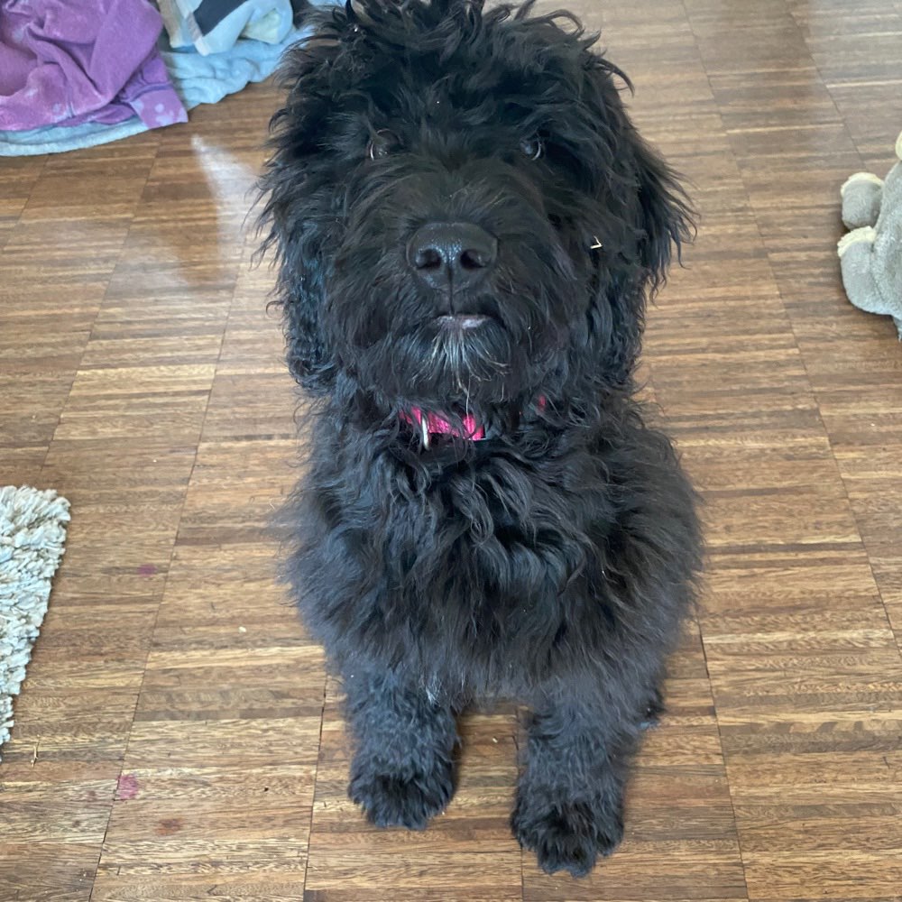 Hundetreffen-Spieltreffen in Burgweinting-Profilbild