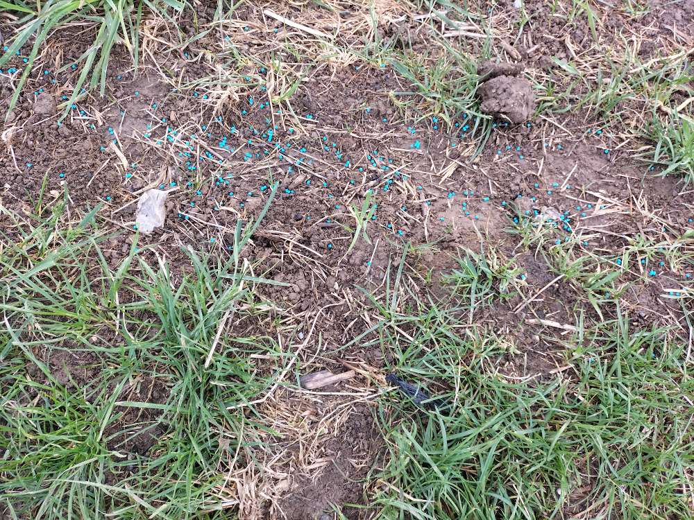 Giftköder-Verdacht auf Blaukorn-Profilbild