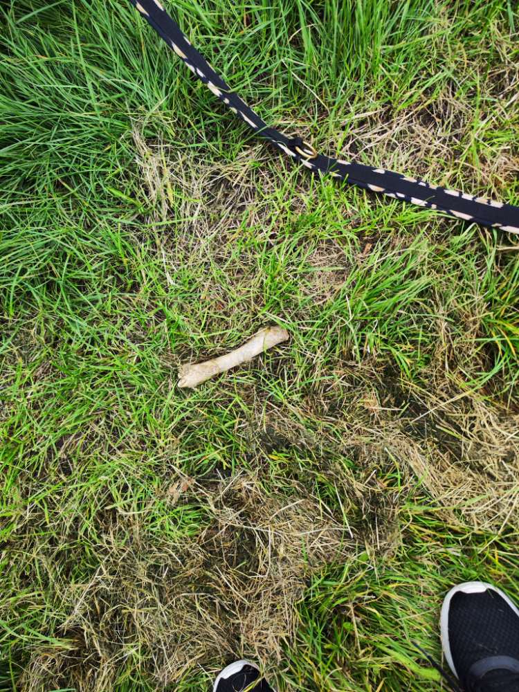 Giftköder-Knochen-Profilbild