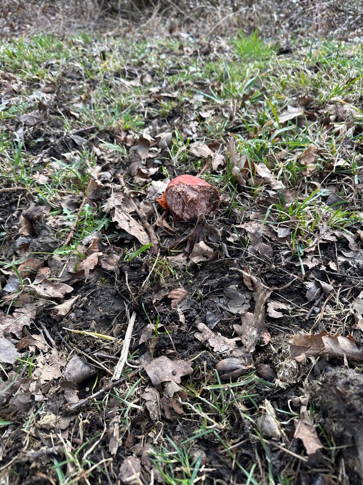 Giftköder-Möglicher Giftköder!!!-Profilbild