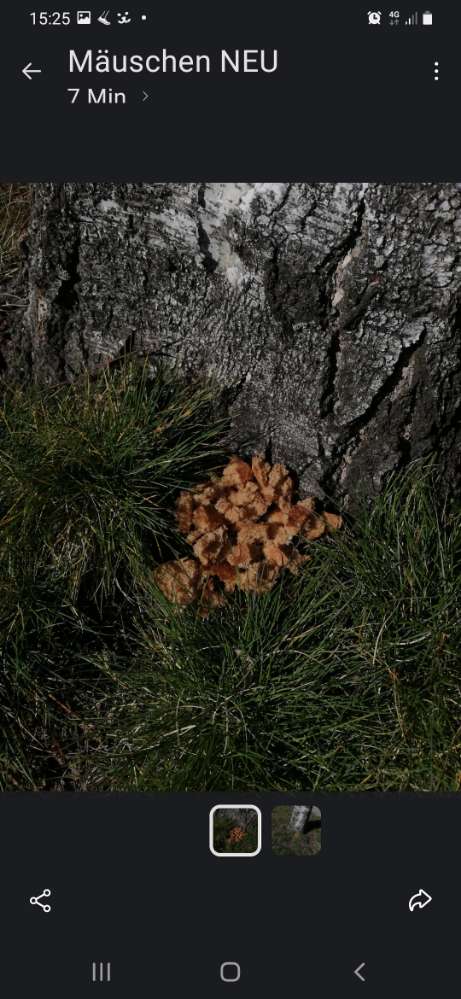 Giftköder-Giftköder vermutet-Profilbild