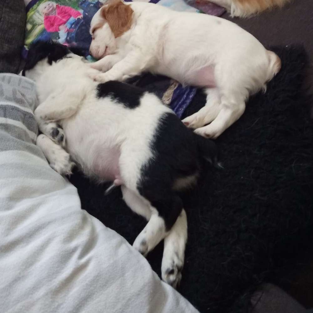 Hundetreffen-Welpentreffen solingen-Profilbild