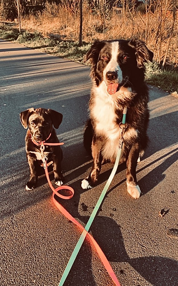 Hundetreffen-Suchen Hundekumpels-Profilbild