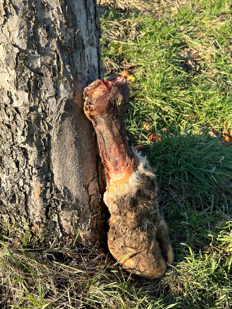 Giftköder-Abgetrennter Huf-Profilbild