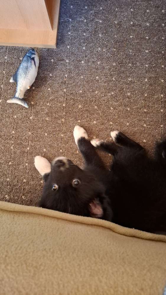 Hundetreffen-Andere Welpen,Junghunde zum spielen-Profilbild