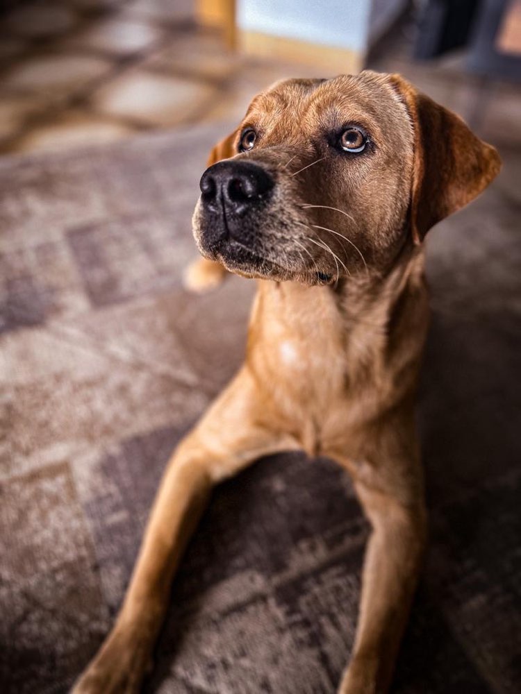 Hundetreffen-Runde Laufen-Profilbild