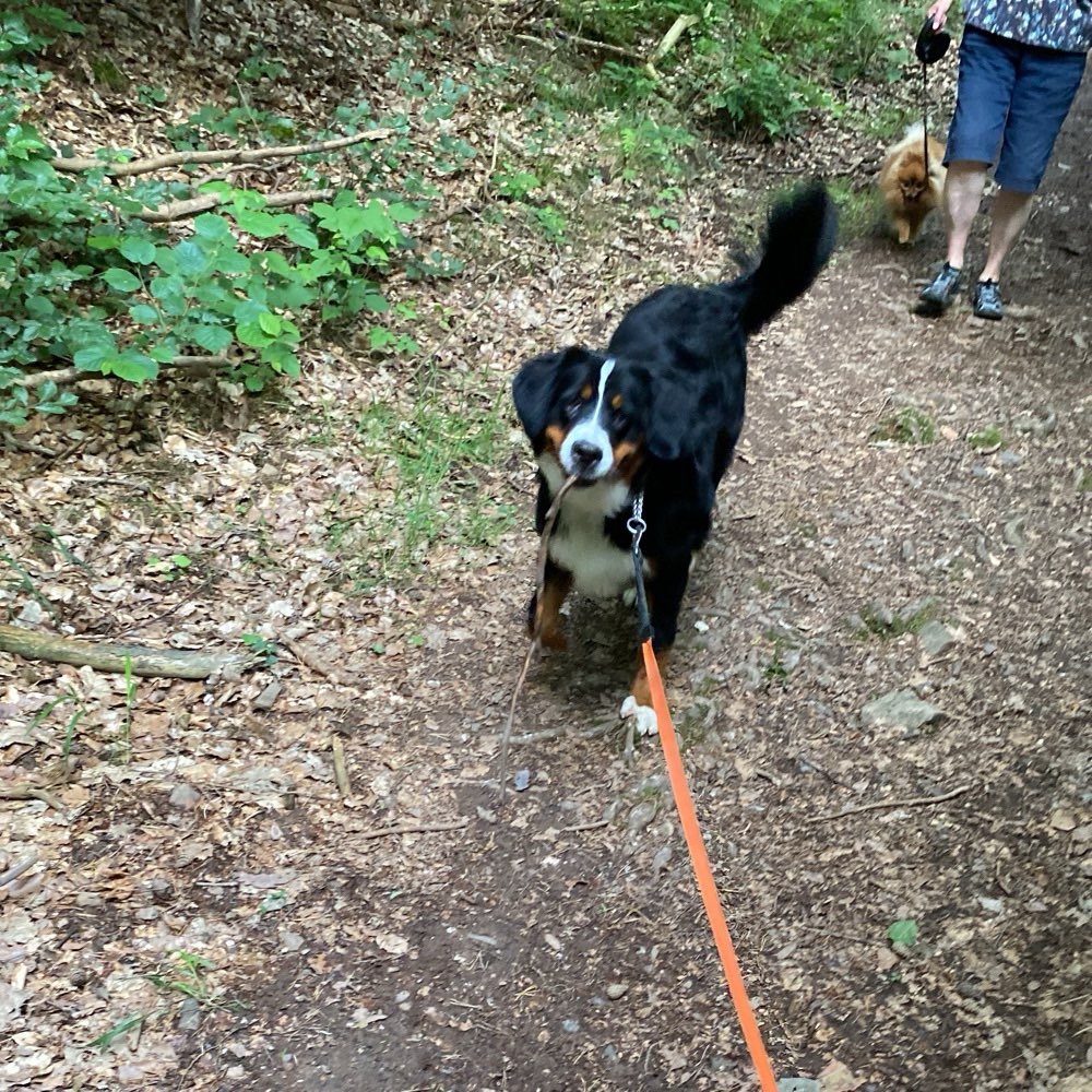 Hundetreffen-gassi oder spielrunde-Profilbild