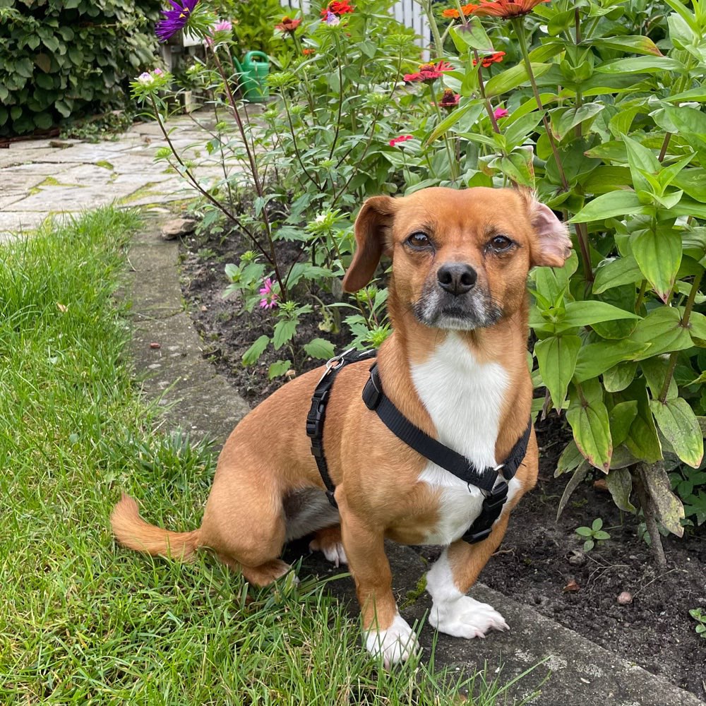 Hundetreffen-Gassigehen In Hamm-Profilbild