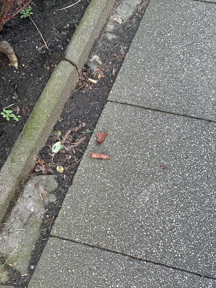 Giftköder-Knochen-Profilbild