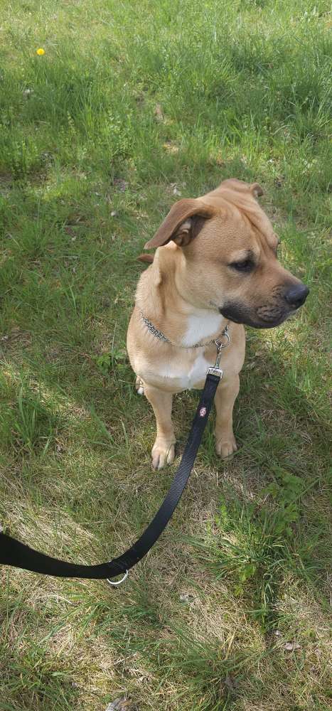 Hundetreffen-Sozialisierung und neue Freunde treffen-Profilbild