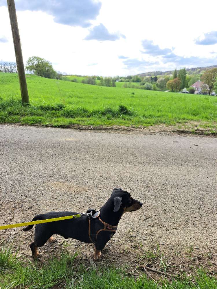 Hundetreffen-HundefreundInnnen gesucht-Profilbild