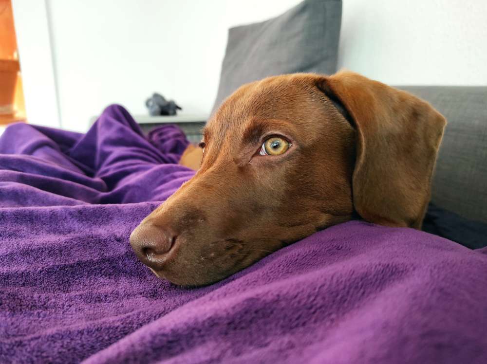 Hundetreffen-Hundetreffen / Spielrunde Grunewald-Profilbild