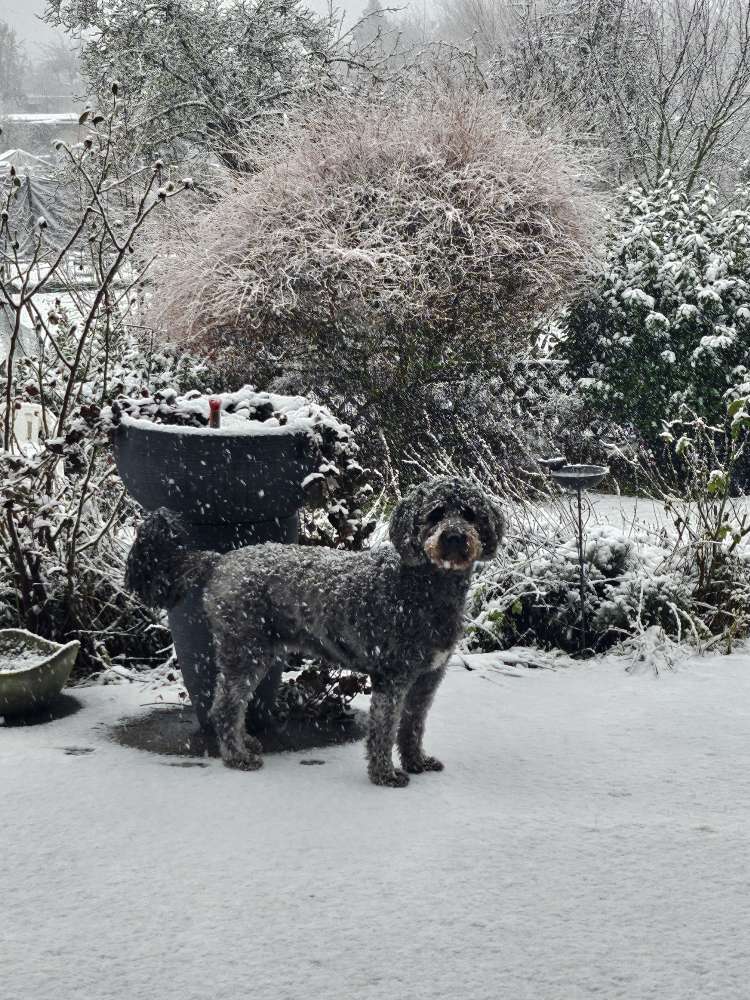 Hundetreffen-Gemeinsame Gassirunde-Profilbild