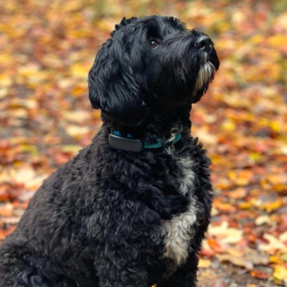 Hundetreffen-Nala sucht Spielkameraden zum Toben und gemeinsam Lernen-Profilbild