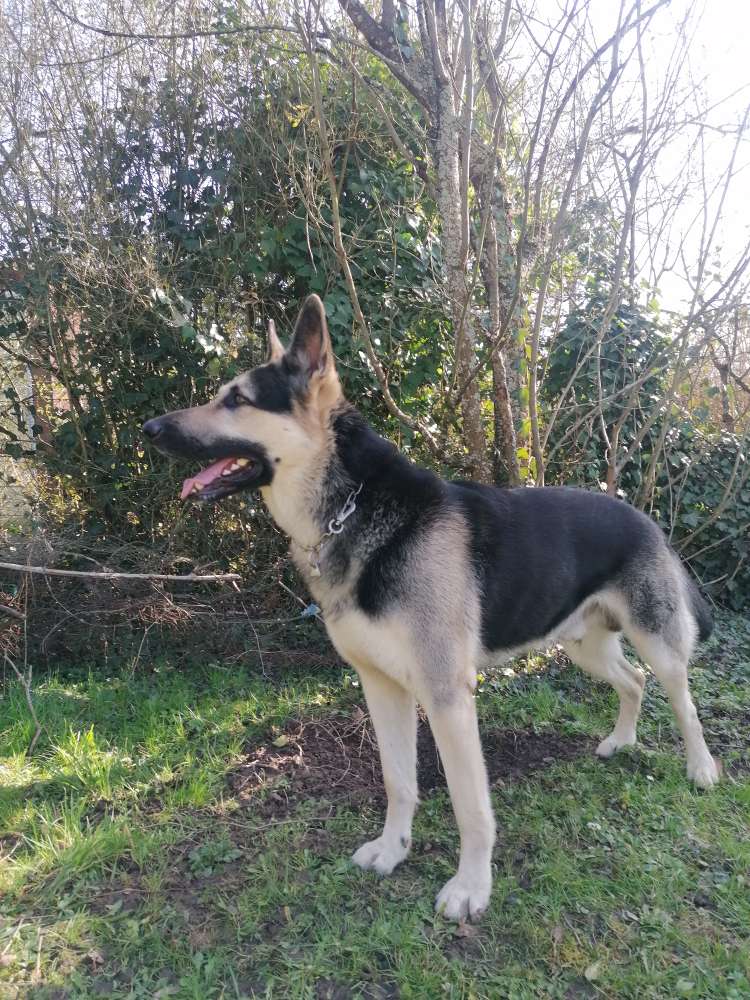 Hundetreffen-Trainings/Spielpartnerin gesucht-Profilbild