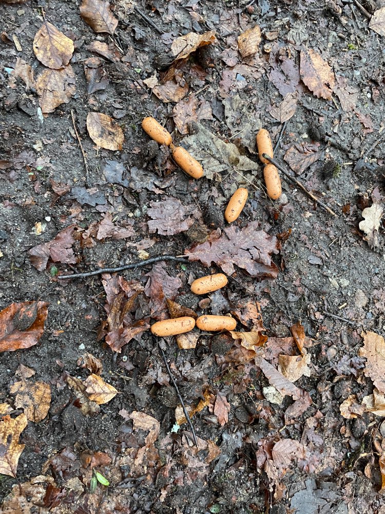 Giftköder-Kleine Würstchen, gespickt mit Rattengift-Profilbild