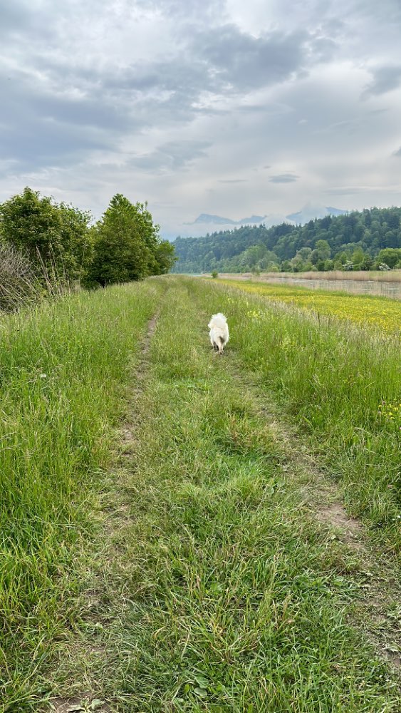 Hundetreffen-Junghunde - Treff in Grynau-Profilbild