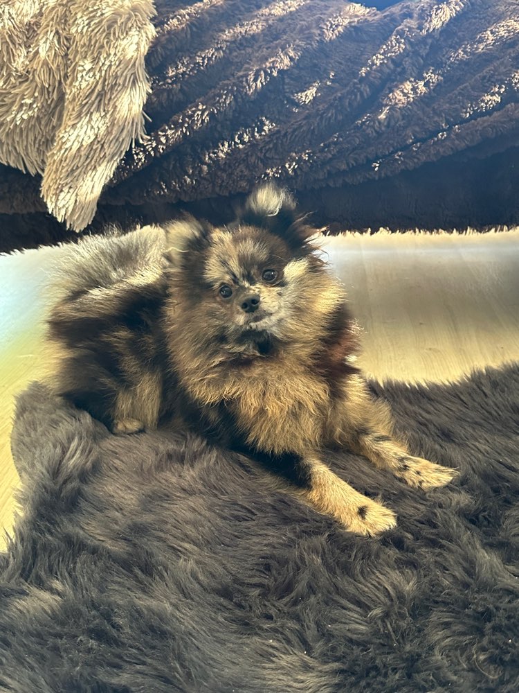 Hundetreffen-Suche Freund für Archie-Profilbild