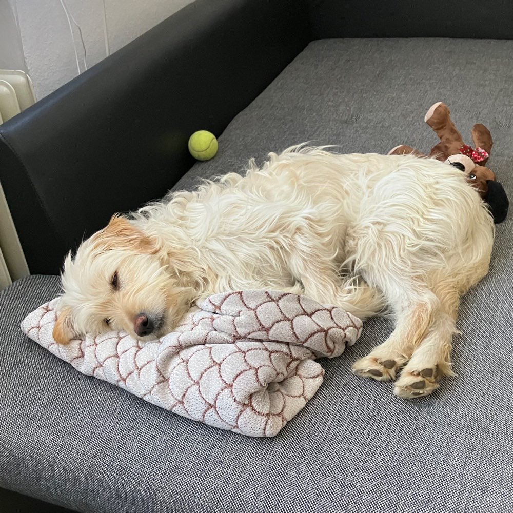 Hundetreffen-Spielrunde und gern Gassirunde-Profilbild