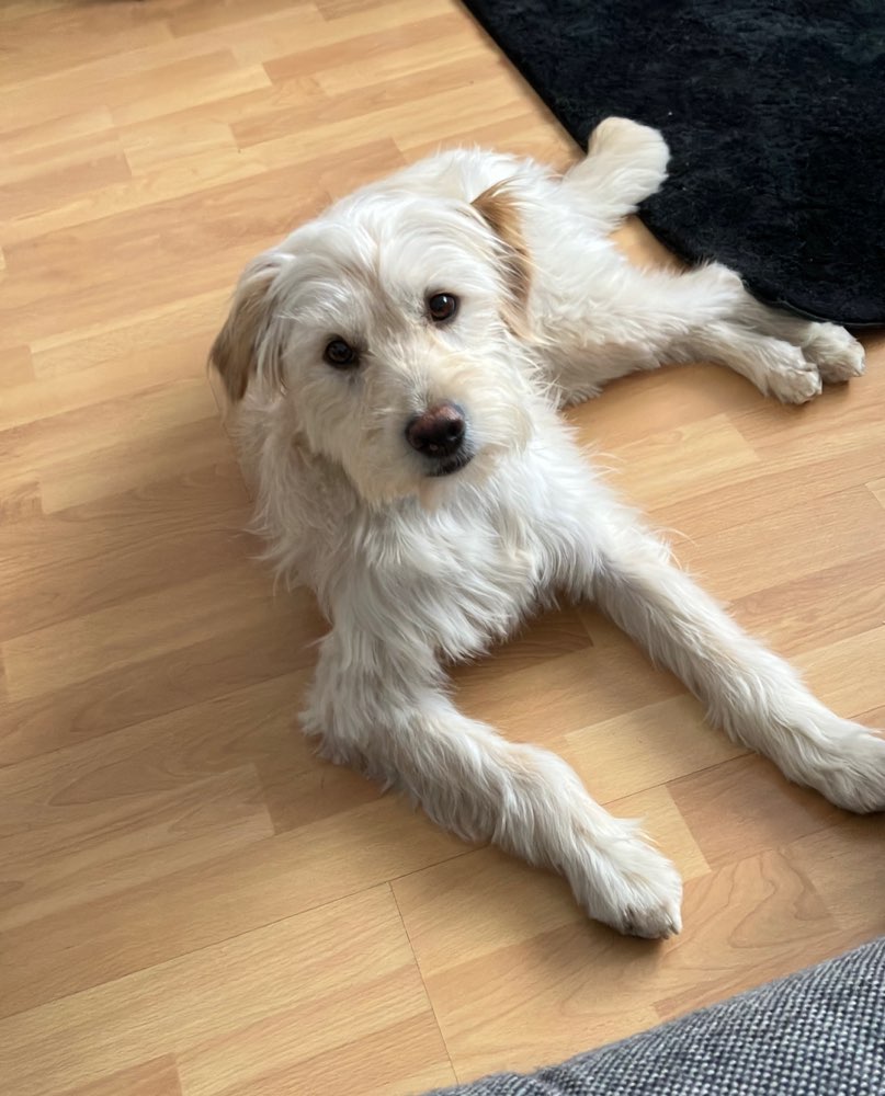 Hundetreffen-Hundesitting auf Gegenseitigkeit-Profilbild