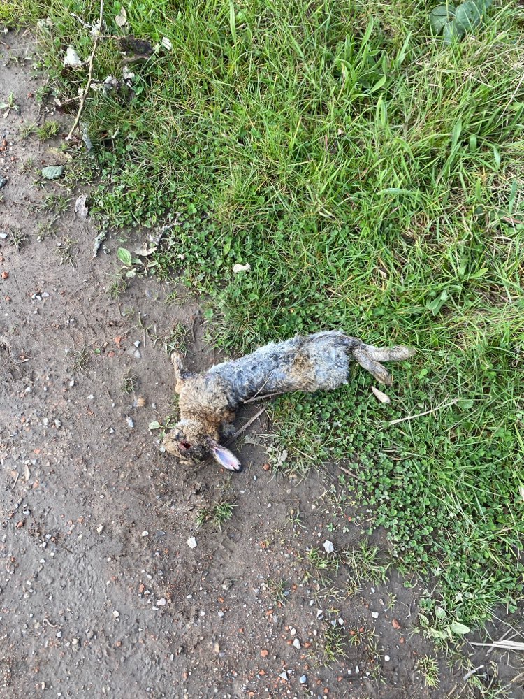 Giftköder-Toter Hase-Profilbild