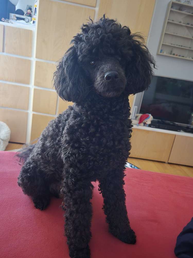 Hundetreffen-Gassi und Playdates in und um Regensburg-Profilbild