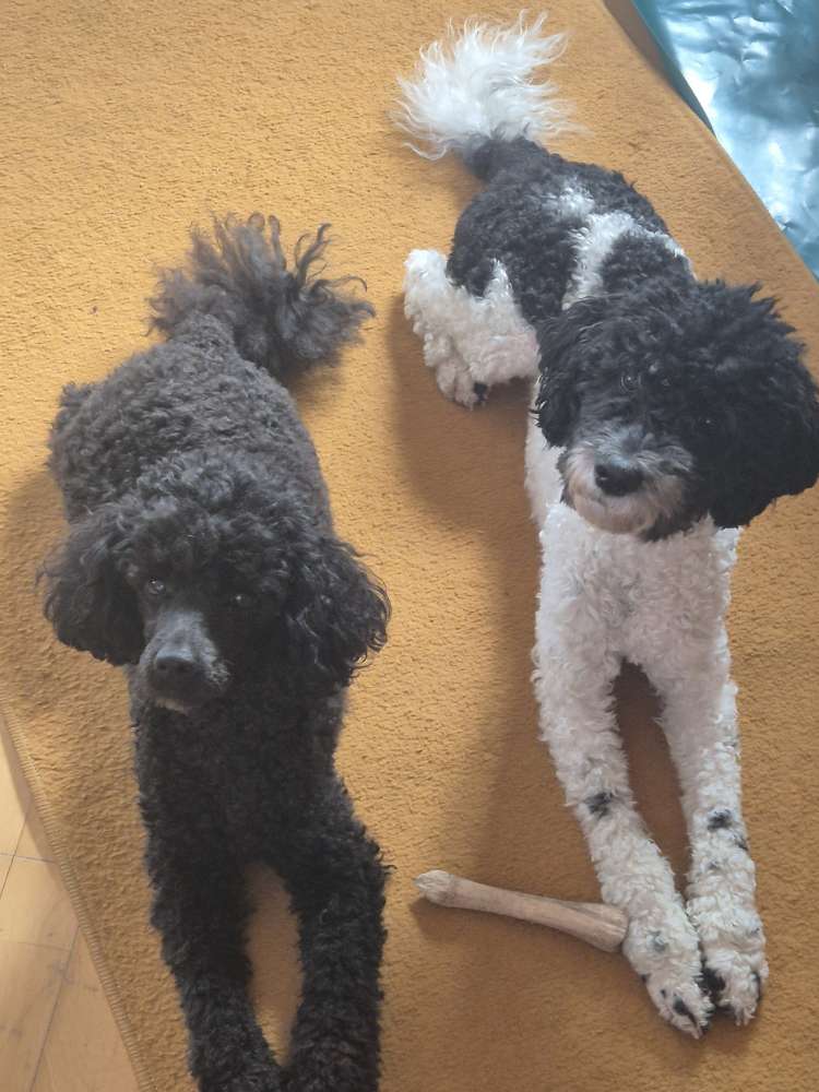 Hundetreffen-Spielen, Gassie-Runden und Kontakte knüpfen-Profilbild