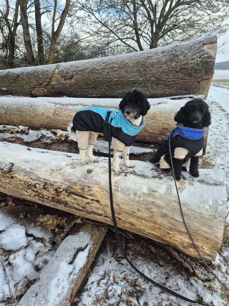 Hundetreffen-Gassierunde,  Playdates , Neue Bekanntschaften und Freunde.-Profilbild