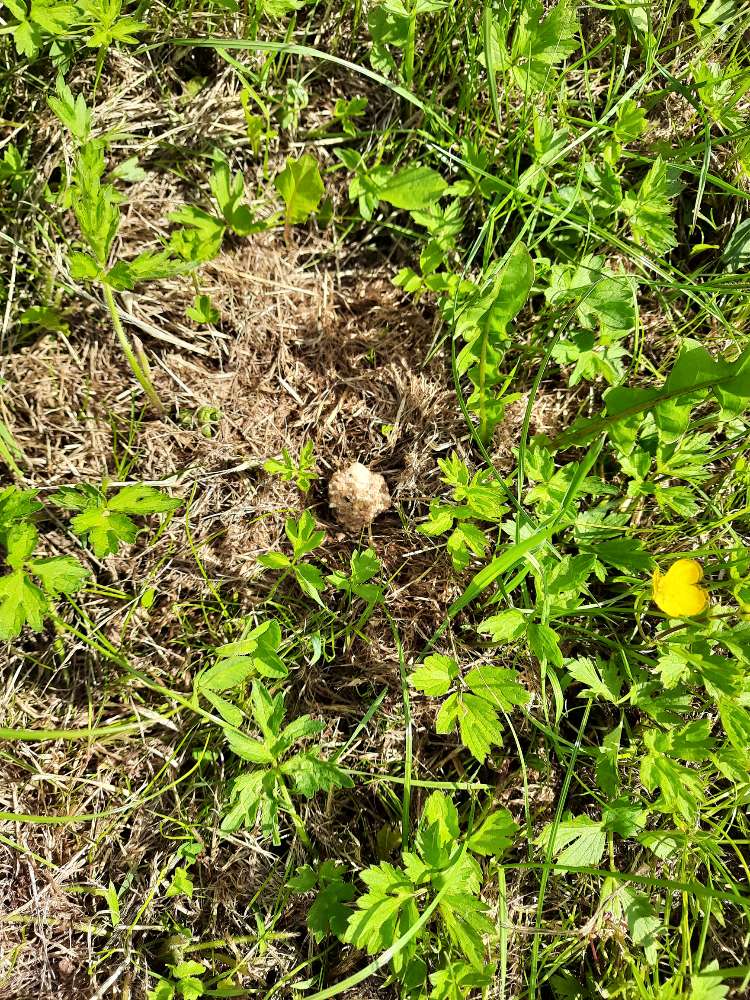 Giftköder-Vermutlich Giftköder in Lahde-Profilbild