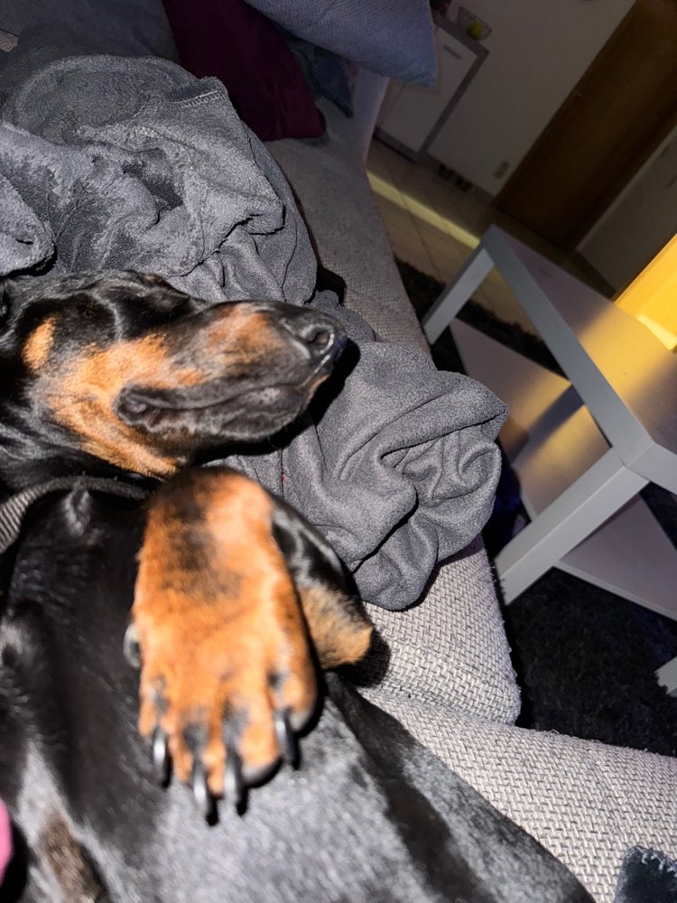 Hundetreffen-Dackel Treff-Profilbild