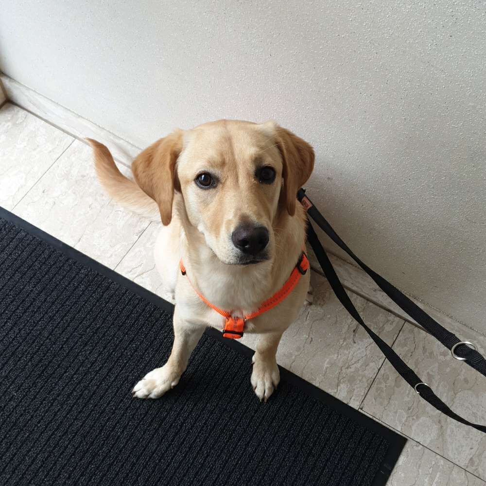 Hundetreffen-Spielrunde auf der Hundewiese-Profilbild