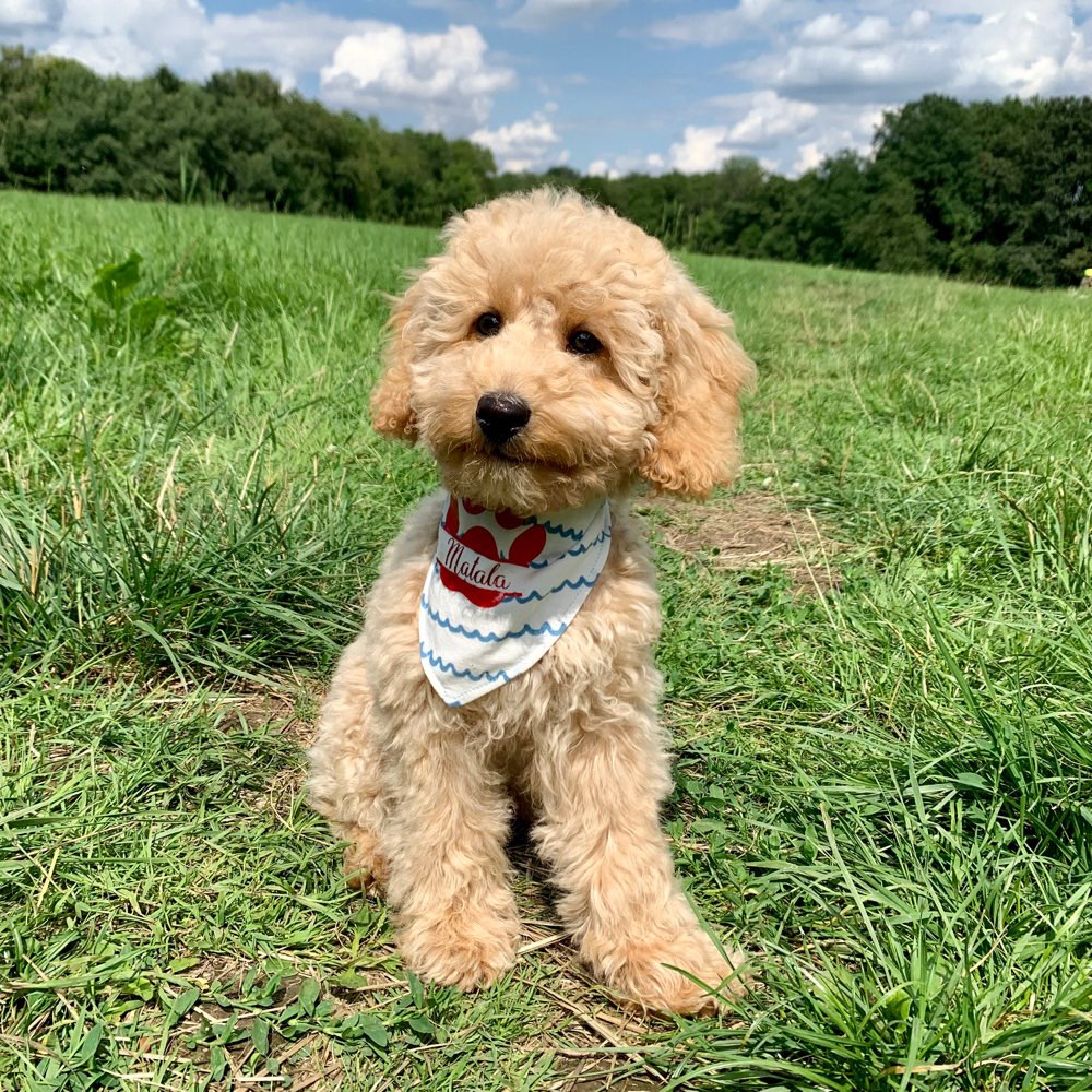 Hundetreffen-Welpe treffen in Hagen-Profilbild