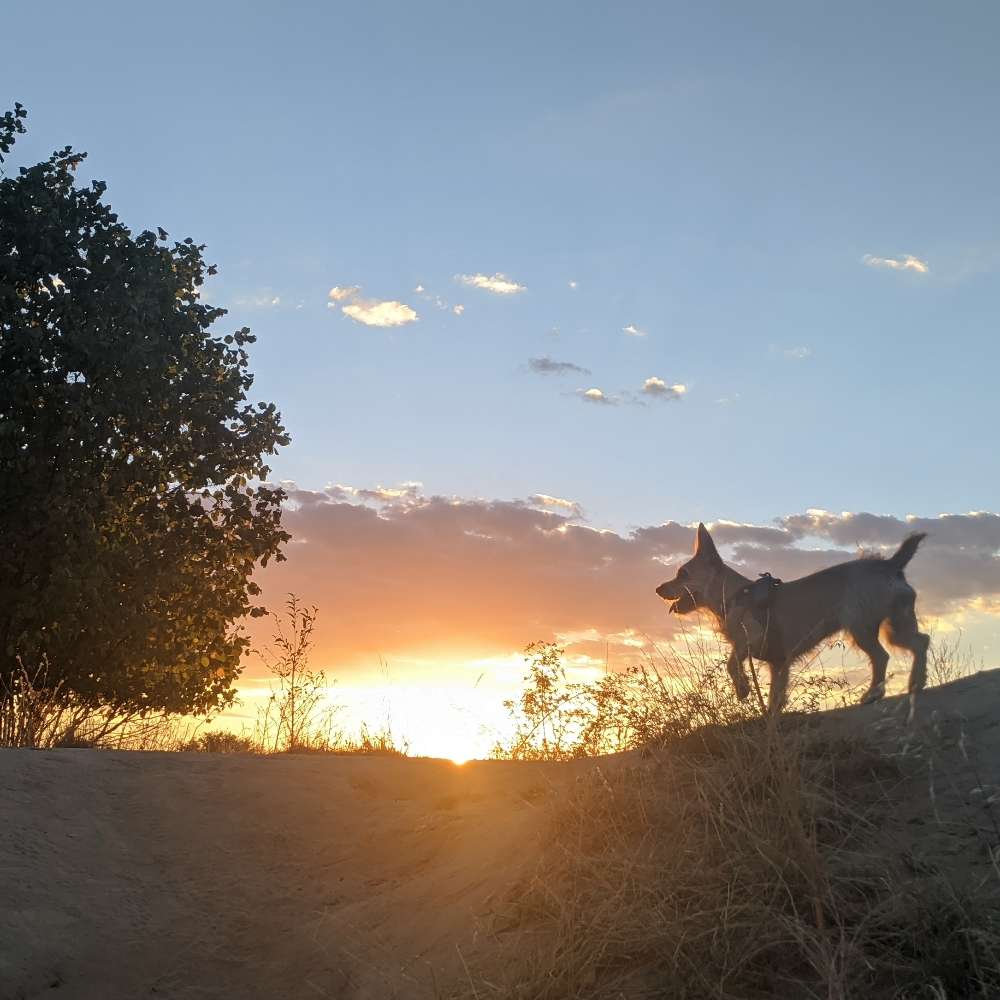 Hundetreffen-Gassi gehen & Spielen (kleine und mittelgroße Hunde)-Profilbild