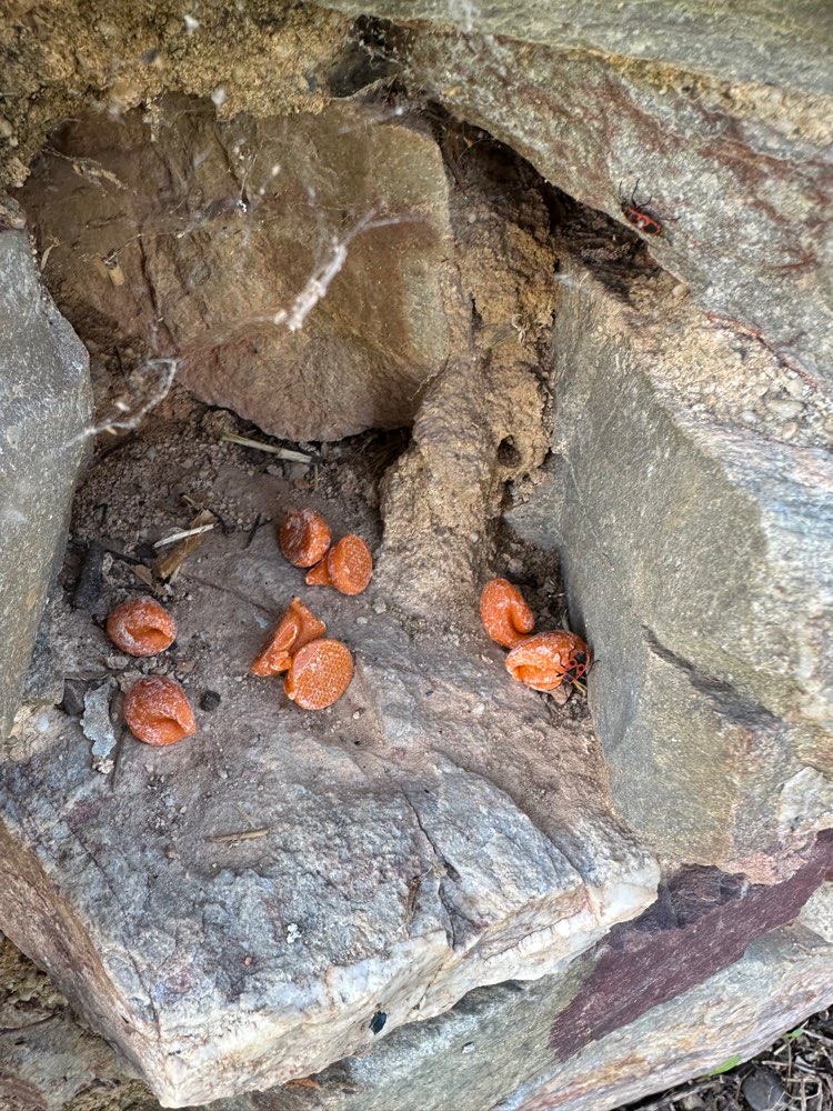 Giftköder-Köder an der Rosenwand-Profilbild