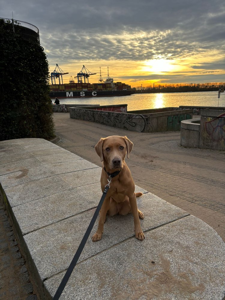 Hundetreffen-Gassi gehen / trainieren-Profilbild