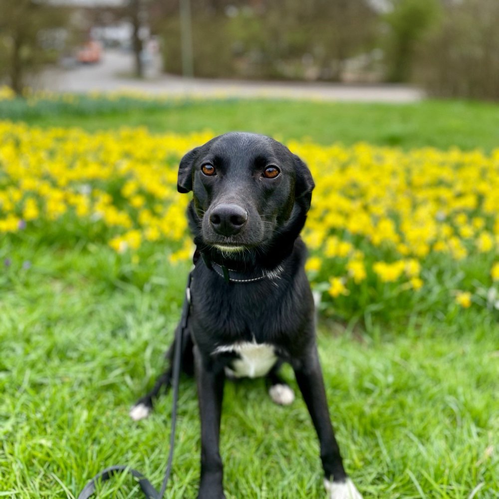 Hundetreffen-Suche freundliche Hündin zum spielen-Profilbild