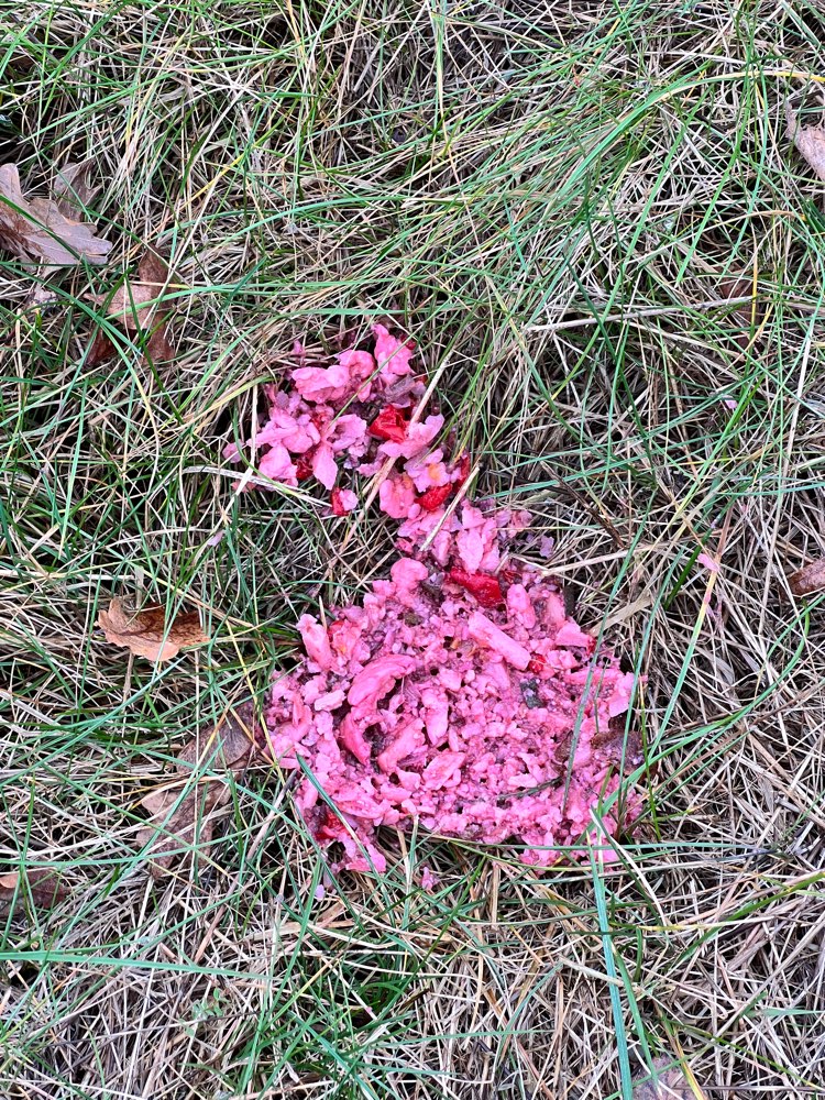 Giftköder-Fleisch mit Chillis und/oder Gift!-Profilbild