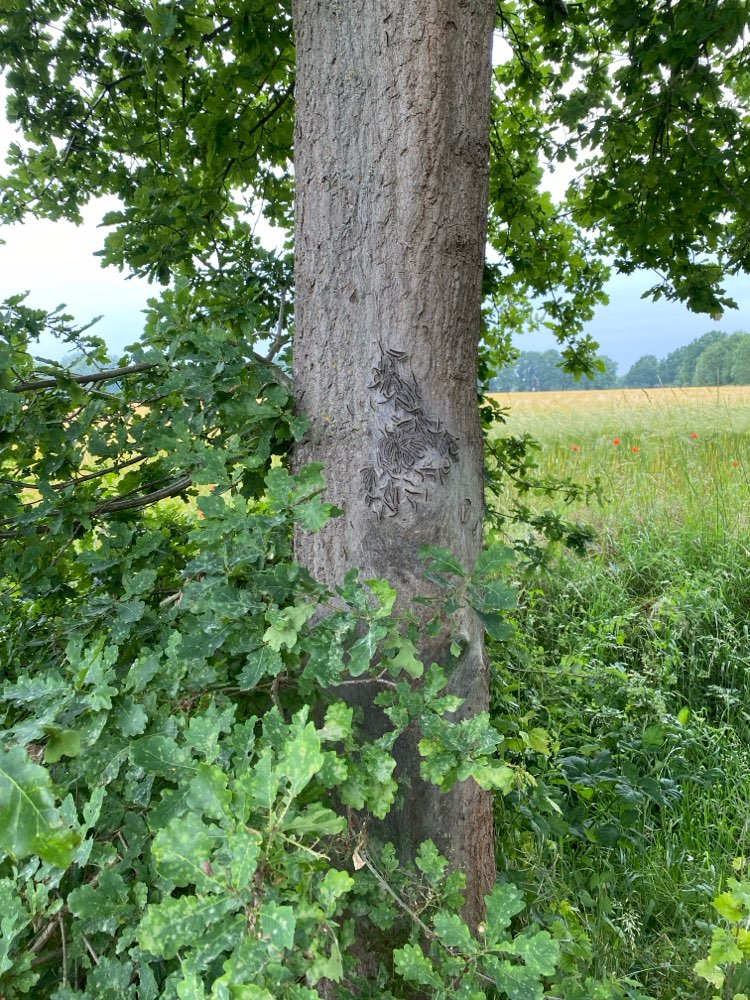 Giftköder-Eichenprozessionsspinner-Profilbild