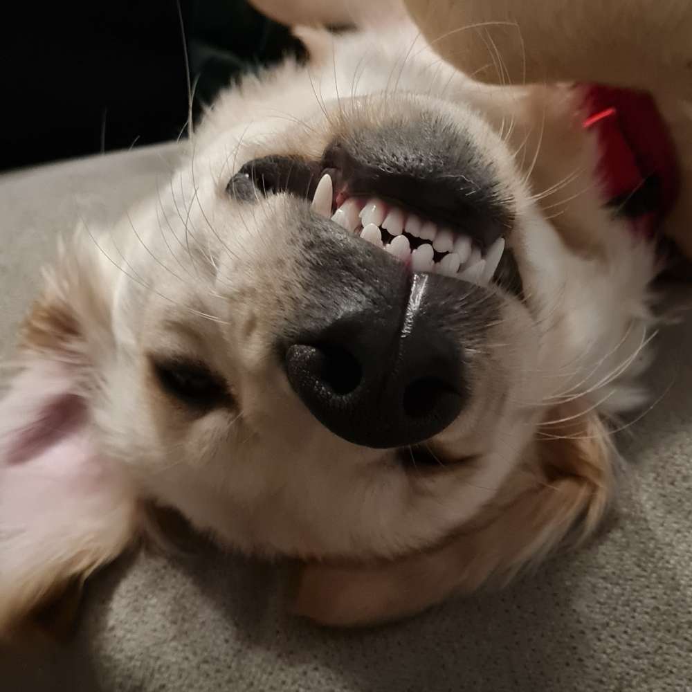 Hundetreffen-Junghunde porz ensen-Profilbild