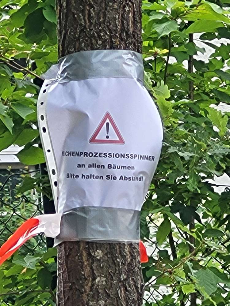 Giftköder-Eichenprozessionsspinner-Profilbild
