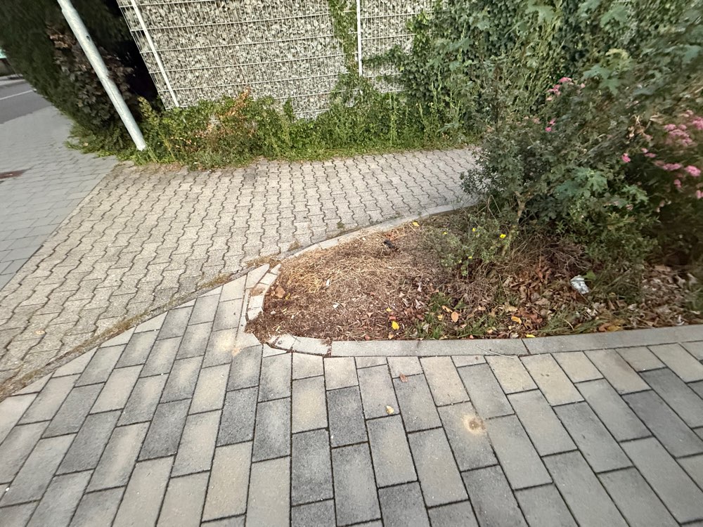 Giftköder-Weißes, körniges Pulver-Profilbild