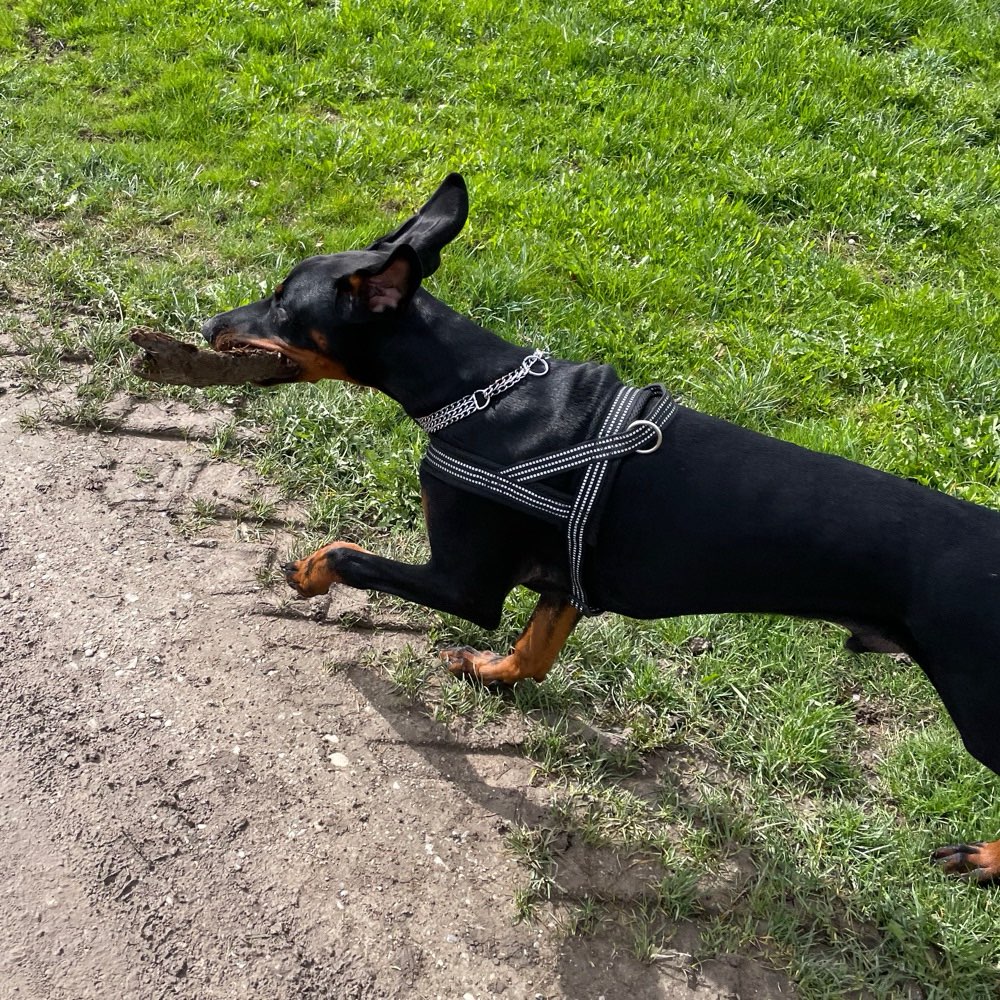 Hundetreffen-Spielfreunde für Ares-Profilbild