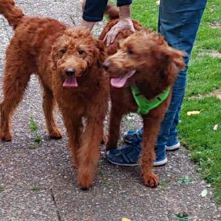 Hundetreffen-Suche die Geschwister von Kalle geb 6.1.23 von Maike schirmer aus Deisel /Trendelburg-Profilbild